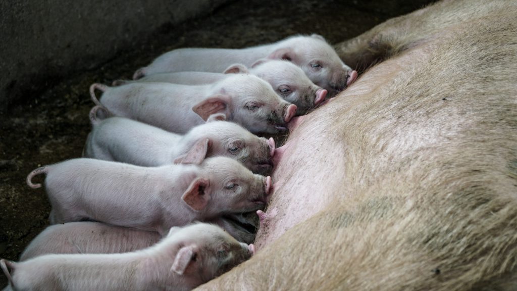 piglets-feeding